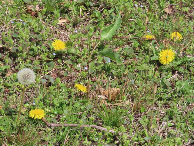 DSCF9922トリミング.JPG