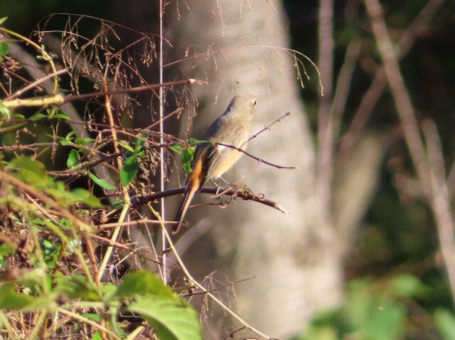 IMG_1556トリミング2.JPG
