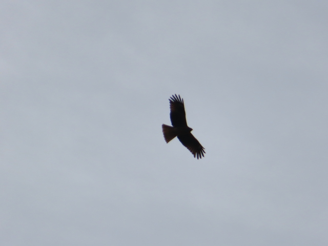 IMG_2128.JPG