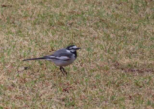 IMG_3603トリミング.JPG