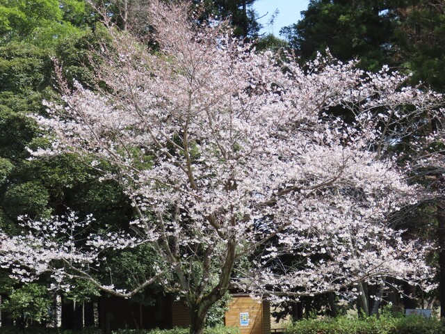 IMG_3626トリミング.JPG